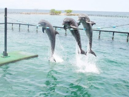 Acuario islas del rosario