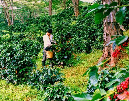 Proceso de elaboración del cafe