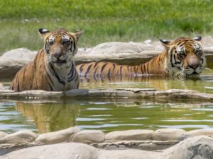 Tigres hacienda napoles-min