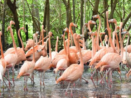 Aviario Nacional Flamengos