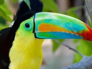 Tucan