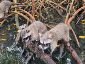 MAPACHES
