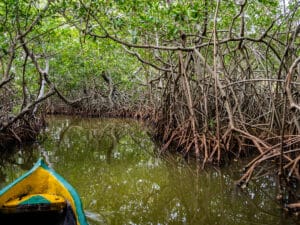 excursion-manglares-boquilla_desde-cartagena-indias_tour-español_olombia_buendia (7)