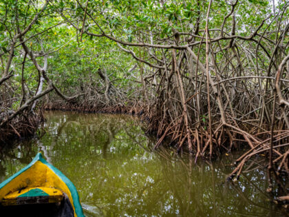 excursion-manglares-boquilla_desde-cartagena-indias_tour-español_olombia_buendia (7)