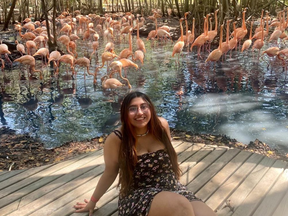FLAMENCOS BARU CARTAGENA AVIARIO ABK