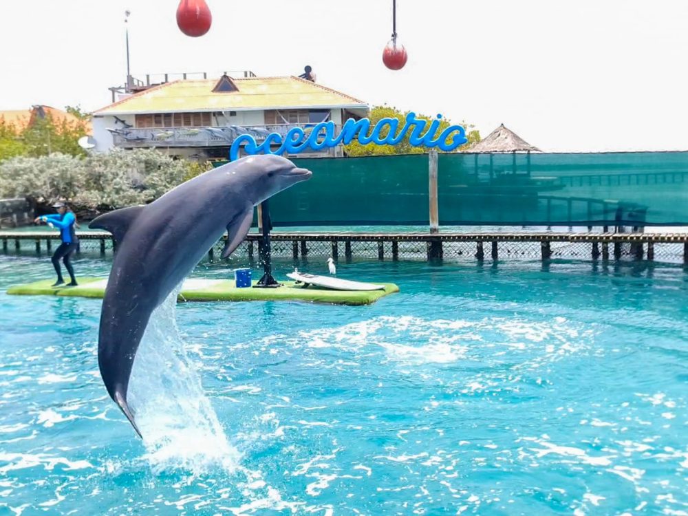 DELFINES OCEANARIO ISLAS DEL ROSARIO